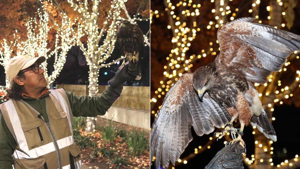 Por qué sueltan gavilanes durante las noches de invierno en Sacramento: este es su trabajo