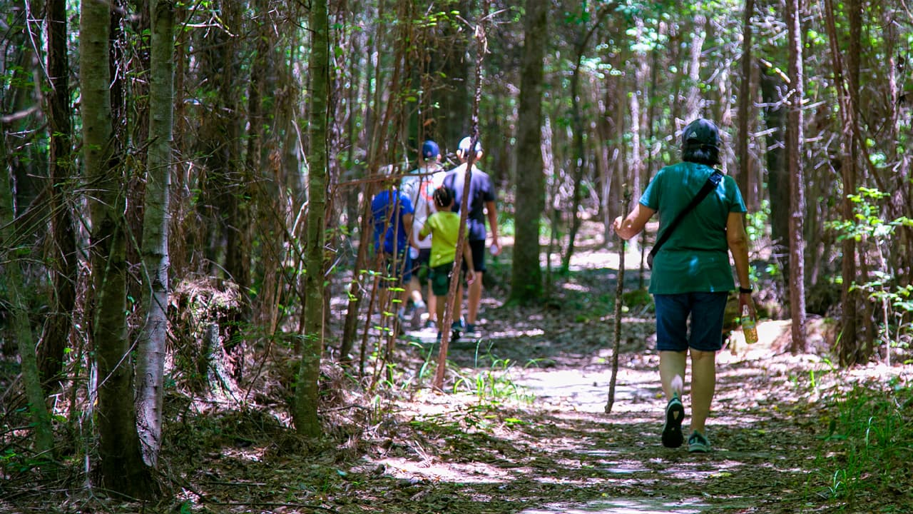 Los senderos para caminantes son una de las principales atracciones del parque Village Creek. En los recorridos se puede observar la diversidad de árboles y de vida silvestre. Este lugar es famoso por tener grandes extensiones de pinos.