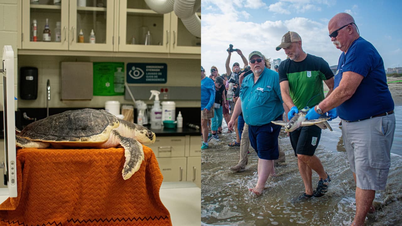 La travesía de la tortuga Boeier para sobrevivir y volver a casa luego de un año
