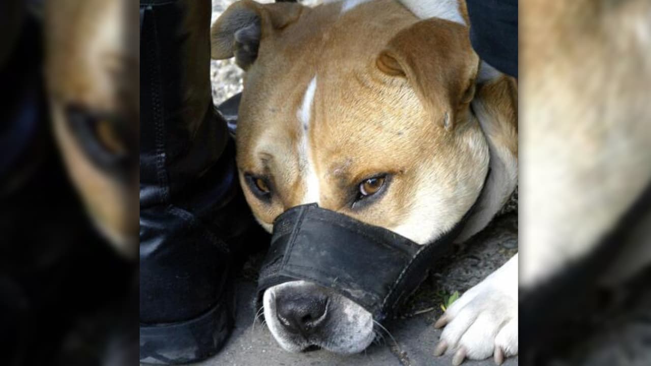 Revelan nuevos detalles de la muerte de un bebé recién nacido atacado por un pitbull en el condado de Johnston