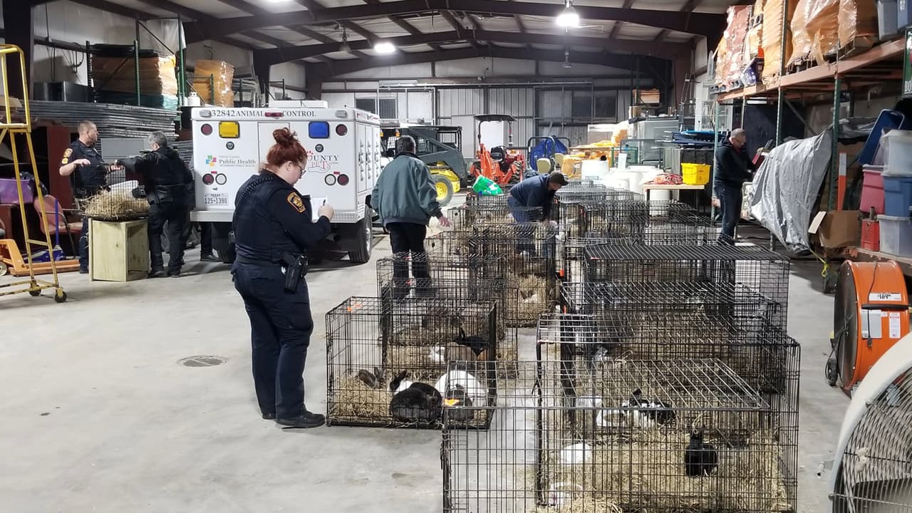 Los conejos y los perros mostraban señas de severa desnutrición, estaban infestados de pulgas, ácaros del oído, algunos sufren de pérdida de cabello y posible sarna.