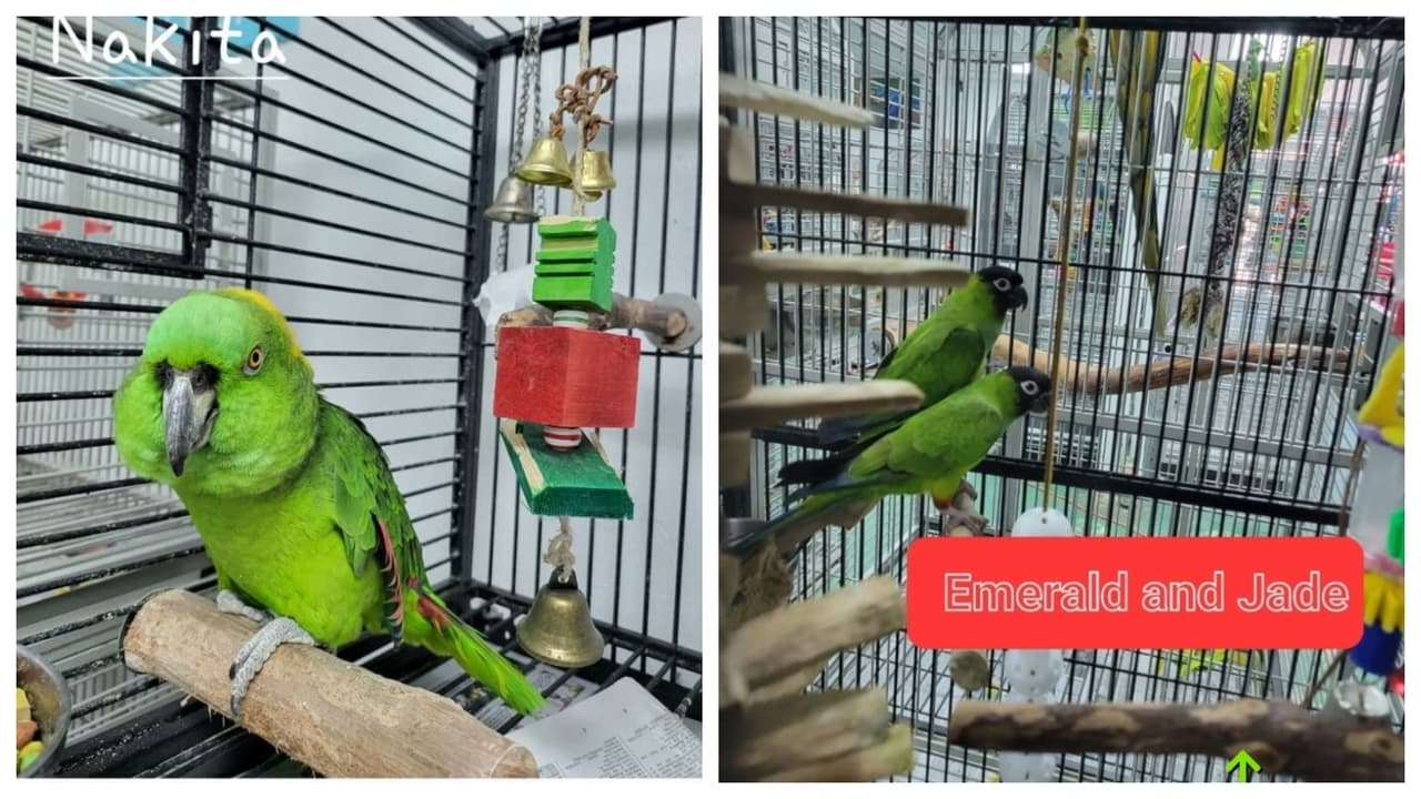 La 'Parrot Outreach Society' es una organización que se encarga de la reubicación, rescate, adopción, rehabilitación, santuario, crianza y educación de loros, cacatúas, guacamayos y otras aves exóticas.