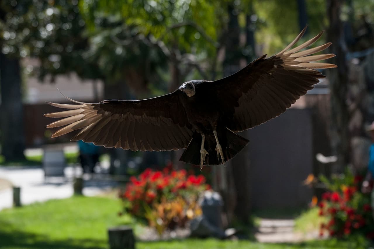 Un bello dia fue perfecto para las familias desde Bakersfield a Modesto.