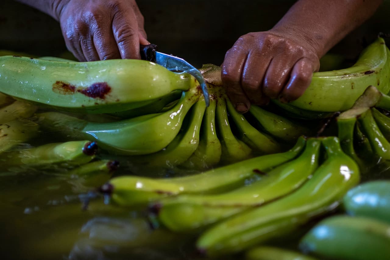 El Consulado General de México en Puerto Rico detalló que "ante la escasez de mano de obra agrícola, este grupo de mexicanos originarios de Las Margaritas, Chiapas (portadores de visa H2-A) viajaron a Puerto Rico para laborar en fincas del área de Guánica".