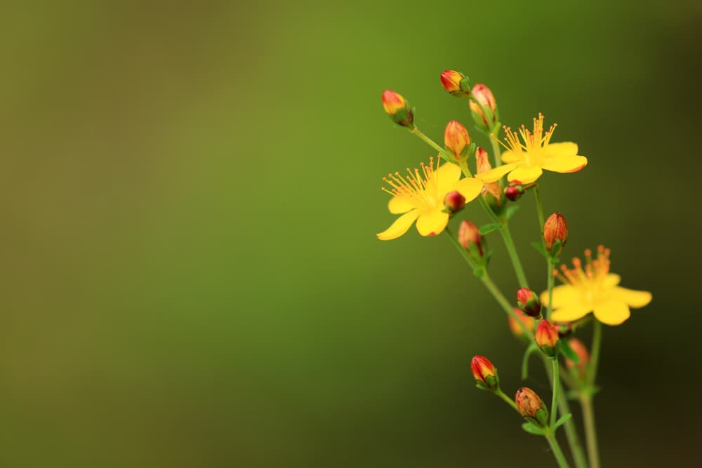 Pero en el mundo esotérico también tiene usos bastante interesantes, desde tiempos de los griegos, cuando ya la usaban contra quemaduras, dolores de menstruación y enfermedades graves como la malaria. Incluso se cree que Hipócrates recomendaba esta planta como remedio refrescante y antiinflamatorio.