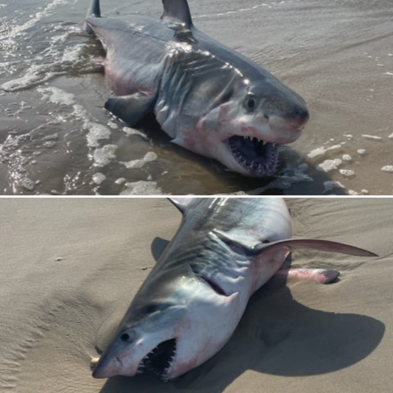 Según el reporte recibido por las autoridades, el tiburón - de entre 7 y 8 pies de largo - visto entre los números 80 y 90 de Dune Road, estaba muerto.