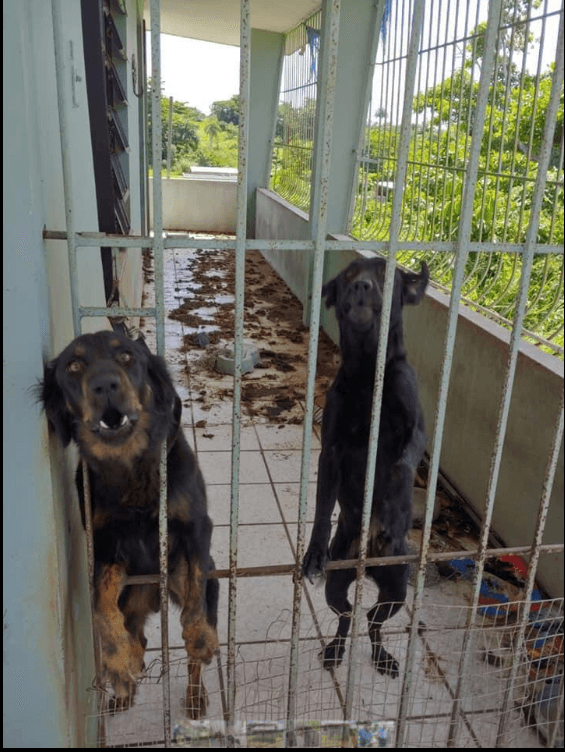 La gente comenzó a compartir las fotos de los perros hasta llegar a las autoridades pertinentes.