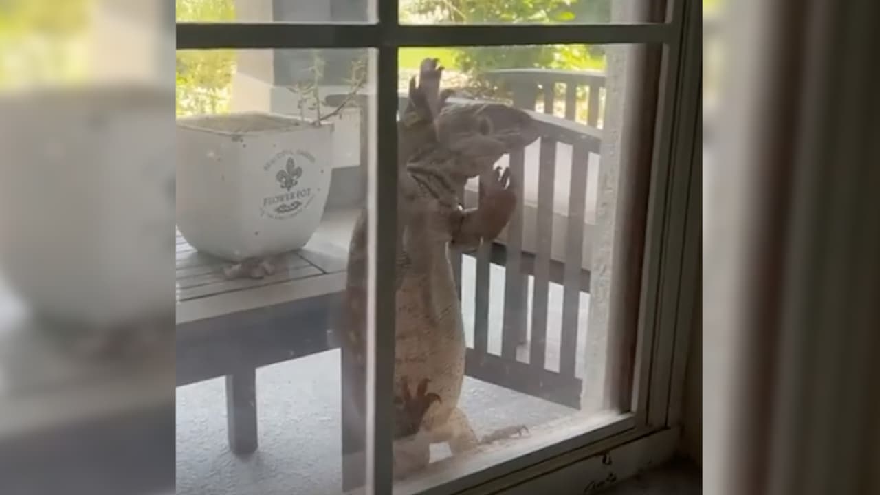 "¡Se parece a Godzilla!": Enorme lagarto 'visita' una familia en Florida