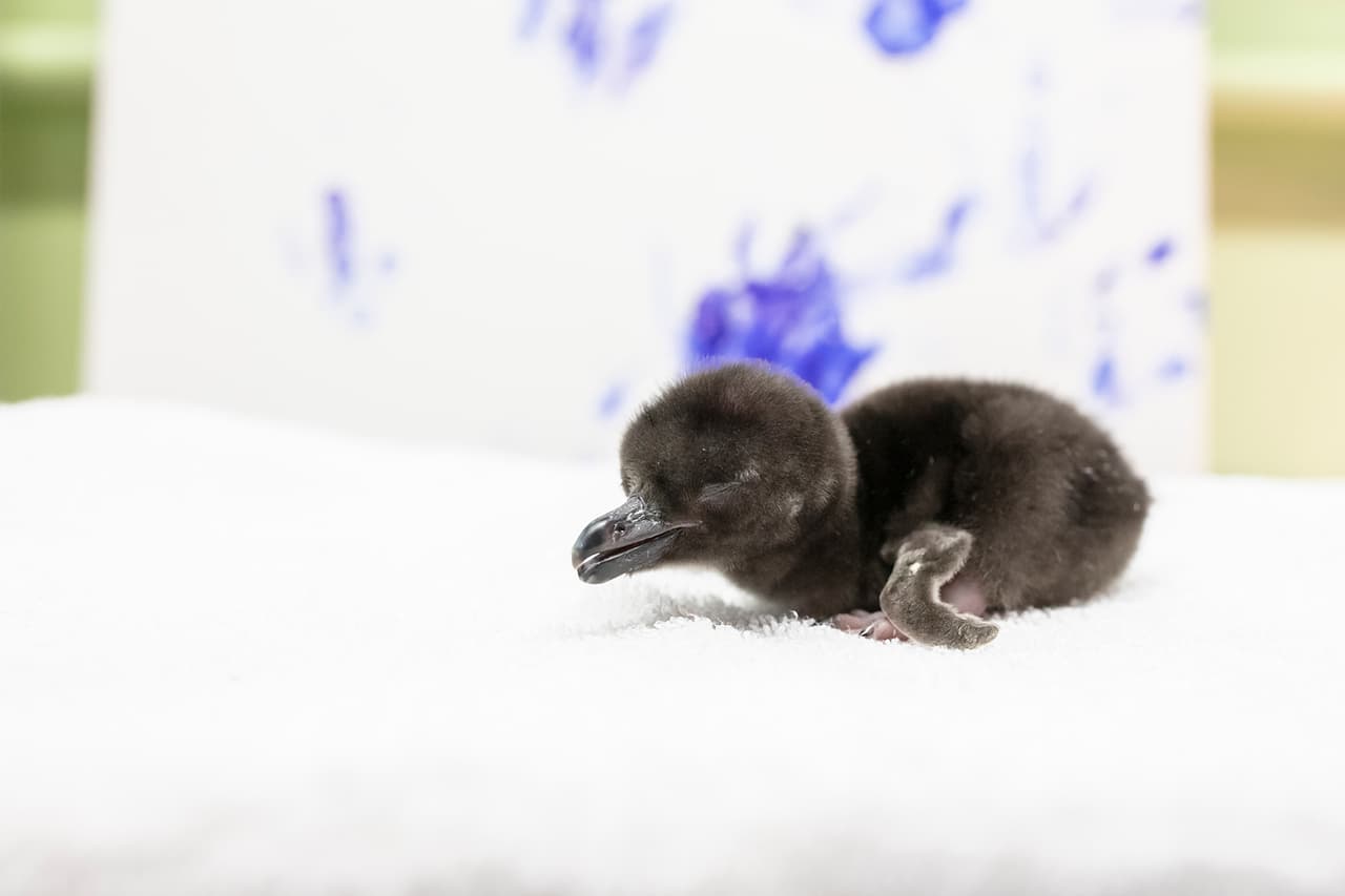 El acuario Shedd Aquarium, le dio la bienvenida a dos pinguinos bebés. Los pingüinos fueron criados por dos parejas diferentes, y cada uno recibe atención individualizada de especialistas en el zoólogico.