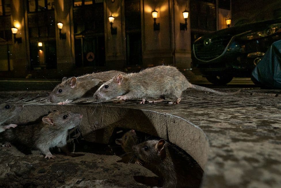 Esta imagen de las ratas de Nueva York fue ganadora de un importante premio de fotografía