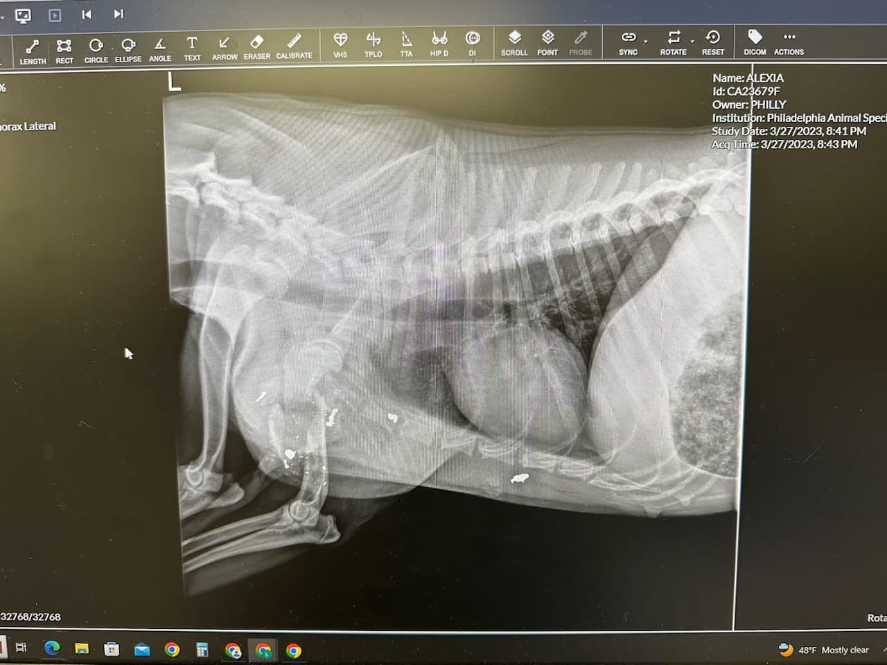 La perra, de nombre
<b>Alexia,</b> sufrió heridas en el hocico y el hombro, así como en una patita. Recibió tratamiento en Philadelphia Animal Specialty and Emergency Care (PASE) durante la noche antes de ser llevada a la sede de PSPCA en Filadelfia, donde se someterá a una cirugía para amputarle la patita.