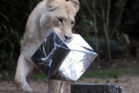 Esta leona blanca del zoológico Fleche de Francia camina con un regalo en su hocico. La sorpresa que lleva consigo es ni más ni menos que su comida.