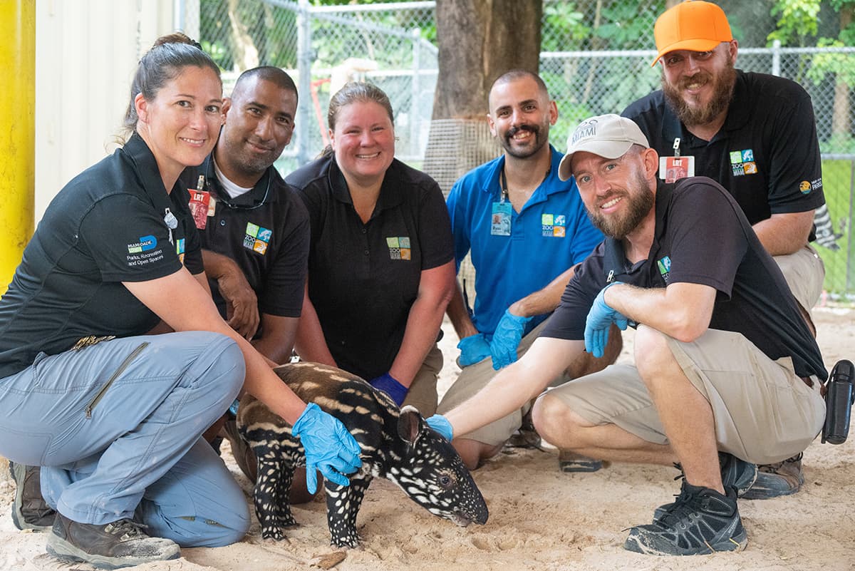 El nacimiento de este ejemplar de tapir malayo fue una buena noticia para todo el equipo del Zoológico de Miami.