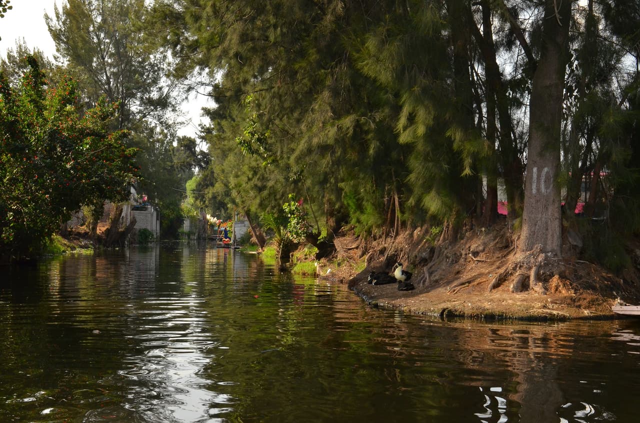 El sobrino y el resto de la familia desde entonces han creado un negocio alrededor de la "Isla de las Muñecas", que cada vez se iba llenando más de tétricas y desmembradas muñecas de todo tipo.