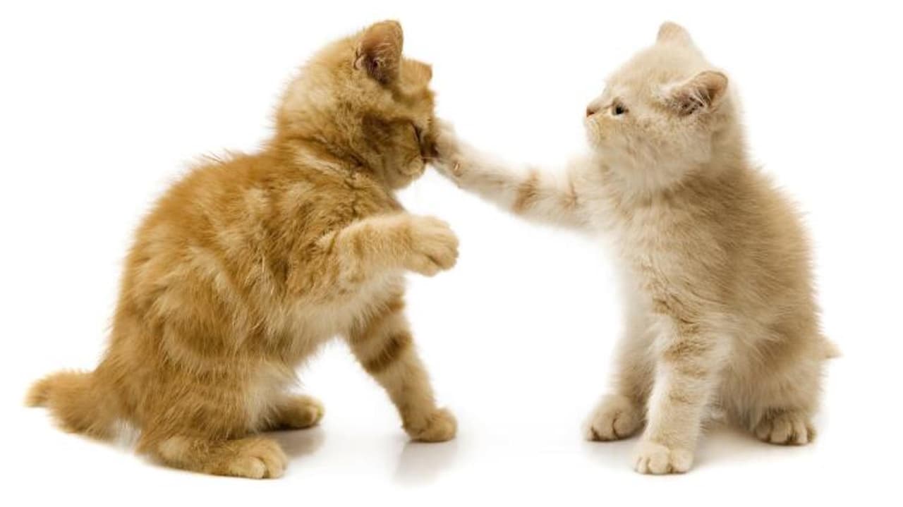 Mueve inmediatamente a tu mascota a la sombra para bajar gradualmente su temperatura si observas que sufre de calor. Aplica agua fresca y proporciona agua tibia o fría para beber.