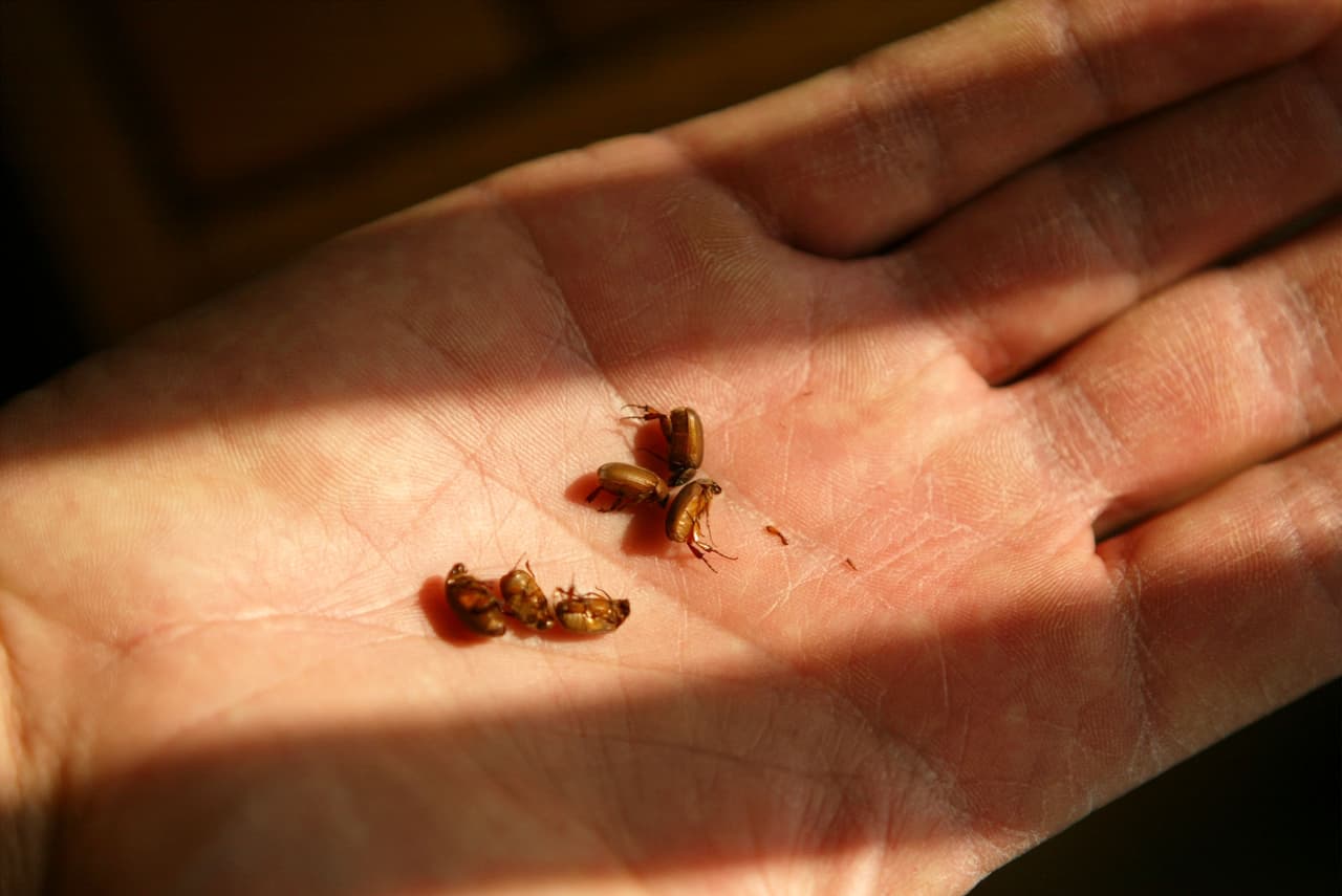 IDYLLWILD, CA - JULY 23: A person holds red turpentine beetles which attack pine trees July 23, 2003 near Idyllwild, California. Southern California's native pines are being wiped-out by exploding populations of several species of bark beetles, a result of four years of the worst recorded drought since records began in 1849. Infected forests are expected to lose at least 75-95 percent of their trees creating unprecedented wildfire danger in the "ghost forests" of dead trees. (Photo by David McNew/Getty Images)