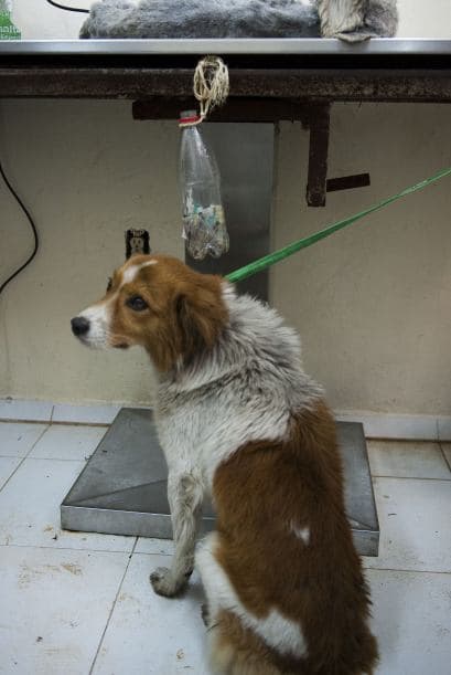 El destino de los perros abandonados es la calle, los lugares antirrábicos o en el último de los casos, los refugios.
