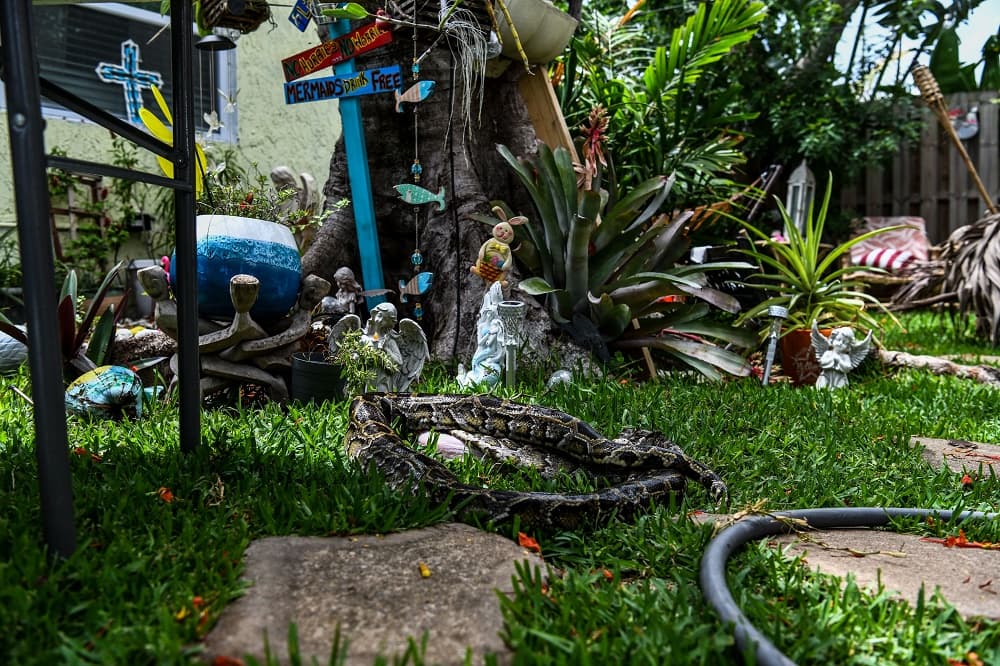 Una pitón muerta en el jardín de uno de los cazadores de serpientes.