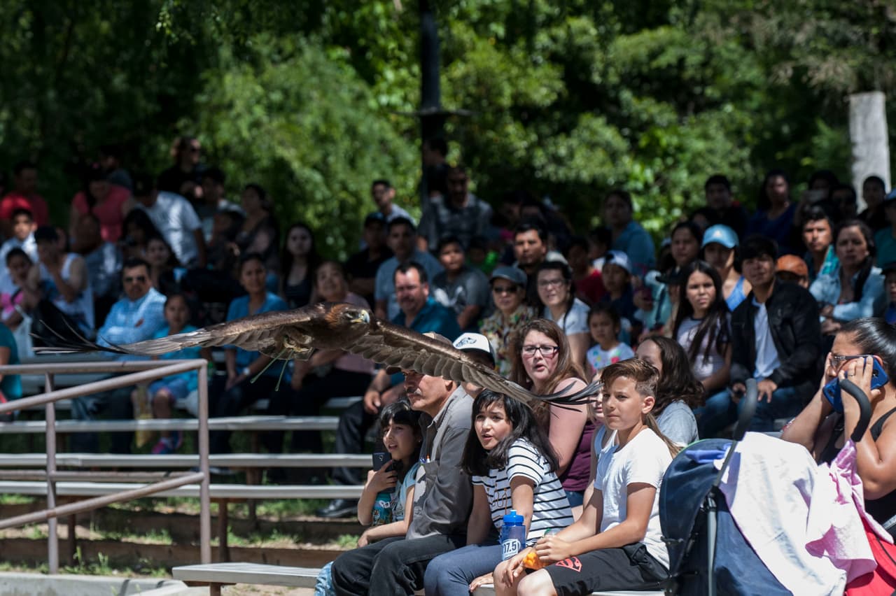 El show de aves fue uno de los favoritos durante el Festival de los Niños 2017