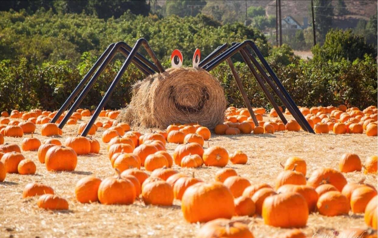 Y es que la diversión se impone y comienza desde la búsqueda de la mejor calabaza para crear las tradicionales linternas de Jack.