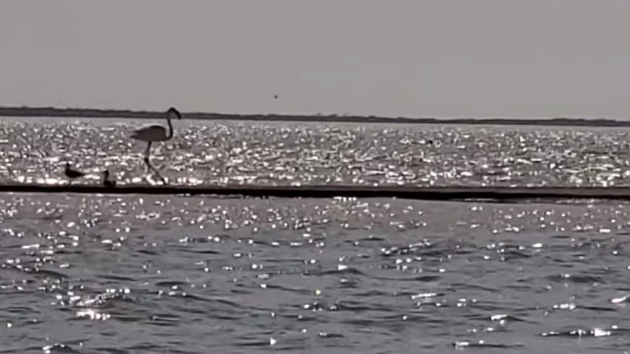 Desde entonces lo han visto en diferentes estados, pero al parecer ha decidido quedarse en la costa de Texas.
