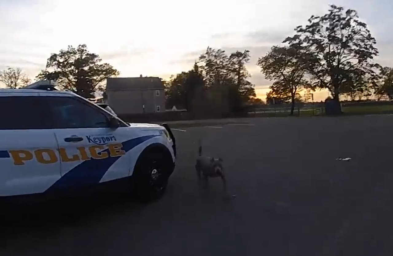 Oficial de policía de Nueva Jersey dispara contra un pitbull suelto en vecindario