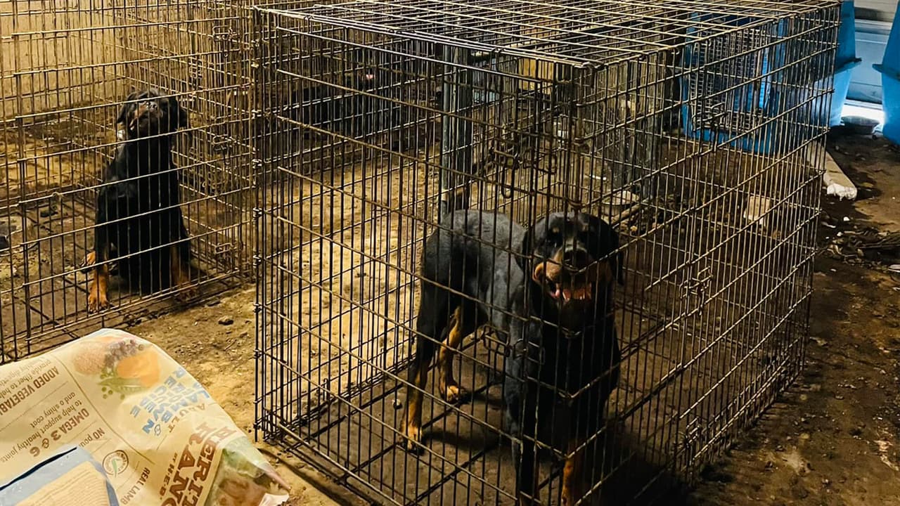 Cinco perros de la raza rottweilers fueron hallados abandonados en una casa del condado Harris.