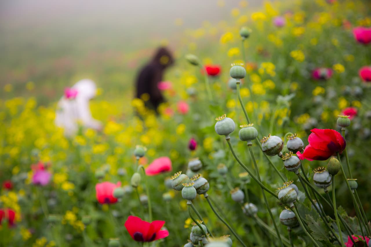 Informes del gobierno mexicano indican que el 90% de la heroína que llega a EEUU proviene de México, la mayor cantidad del estado de Guerrero.
<br>