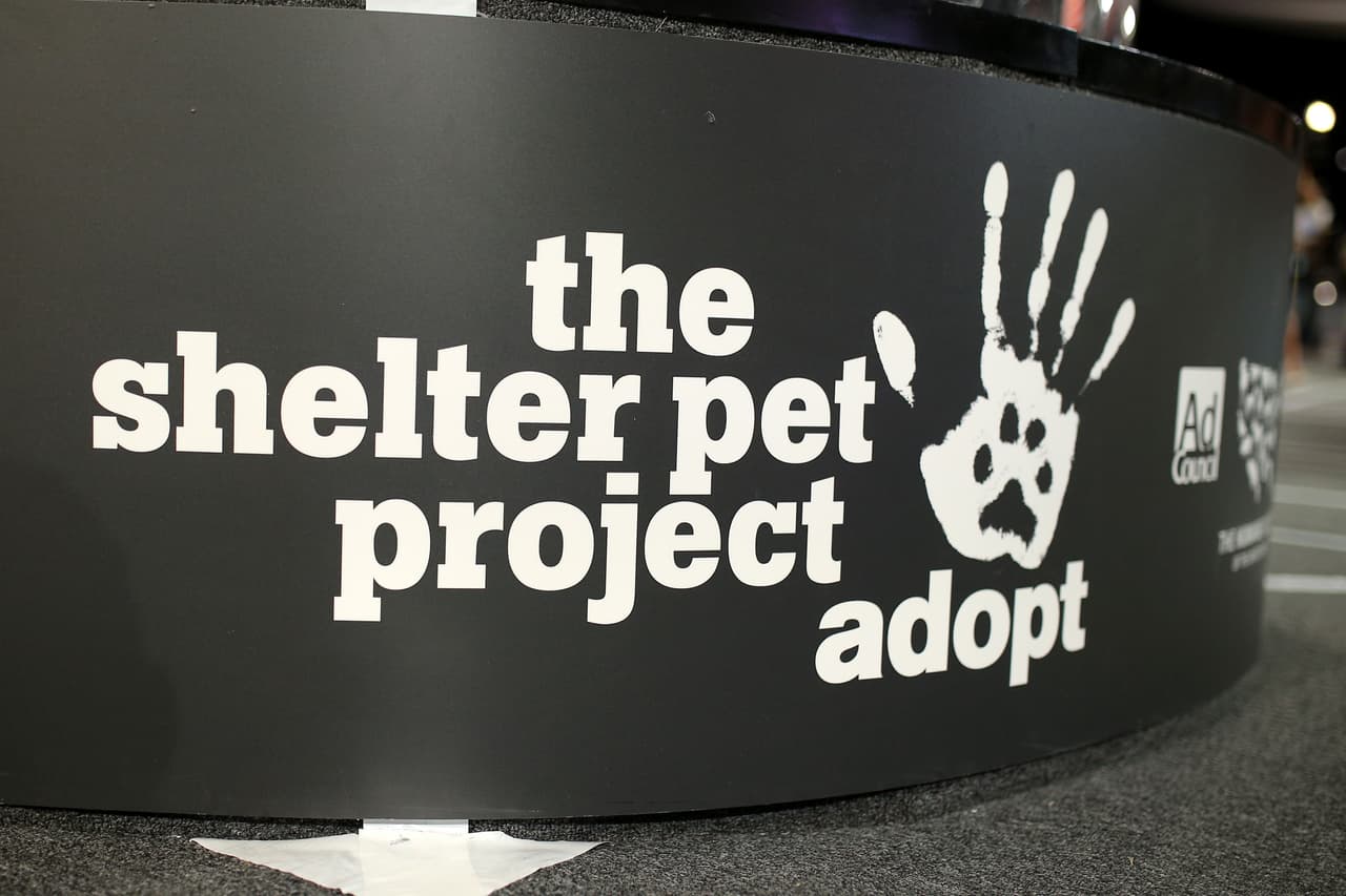 Las estrellas se unieron para pedir al público que adoptaran un perrito, pues ellos realmente necesitan un hogar cálido y lleno de amor.