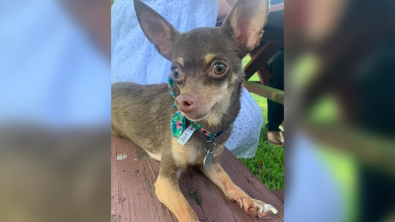 Las mascotas no pueden dejarse en el interperie sobre todo cuando hay tiempo severo como cada año pasa en Houston.