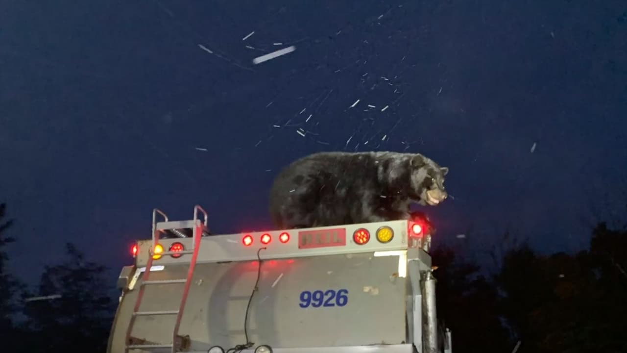 Este oso negro gigante salió a dar un paseo encima de un camión de basura  