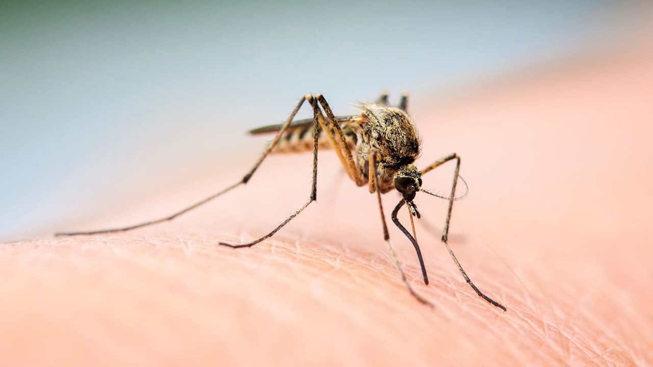 Detectan mosquitos con virus del Nilo Occidental en Mesquite: qué deben saber los vecinos