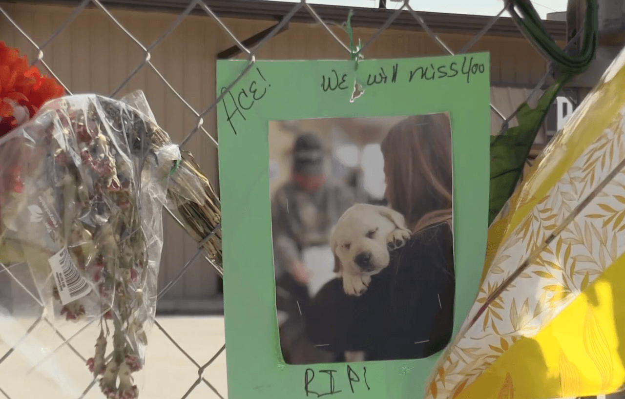 Se cumple un año del incendio en Ponderosa Pet Resort que dejó 75 perros muertos