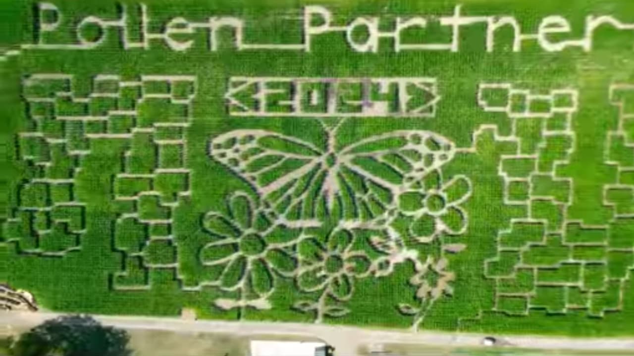 <a href="https://www.krollsfarm.com/" target="_blank">Kroll</a> está ubicada en Waukegan, Illinois. Puedes no solo perderte en el laberinto, también podrás subirte a tractores, alimentar animales, recoger calabazas, entre otras actividades.