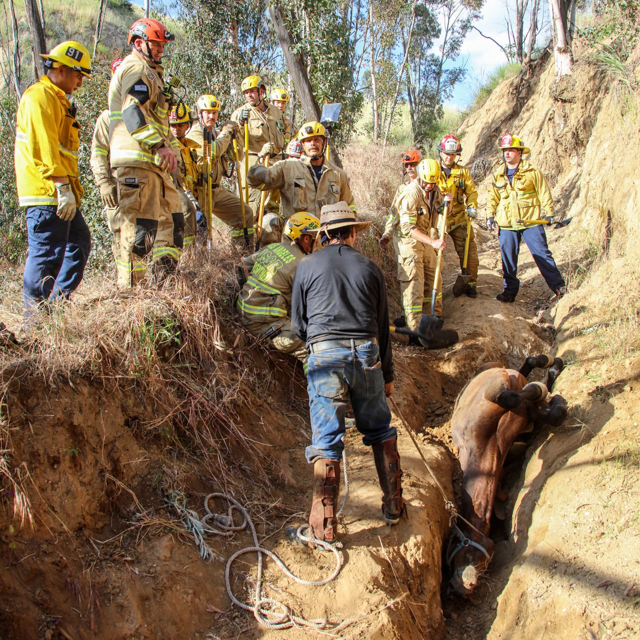 La coordinación entre los distintos equipos permitió que Poncho no se alterara y complicara los esfuerzos.