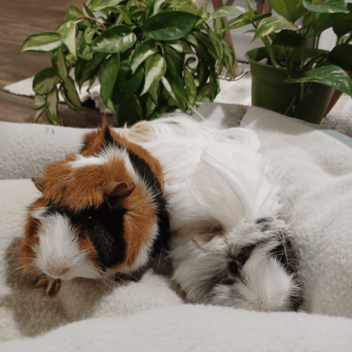 Lily y Luna son nuestras mascotas preciosas!