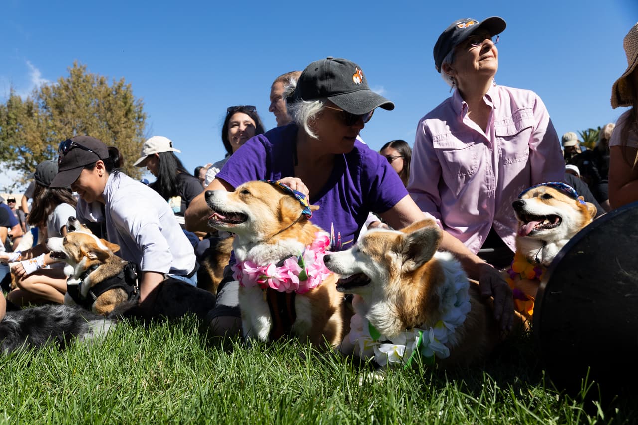 Los orgullosos "pet parents" y sus perrhijos se reúnen para una foto grupal durante el Corgi Con.