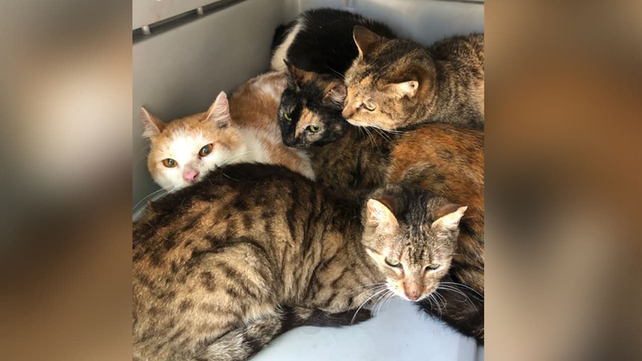 Gatos apilados en jaulas.