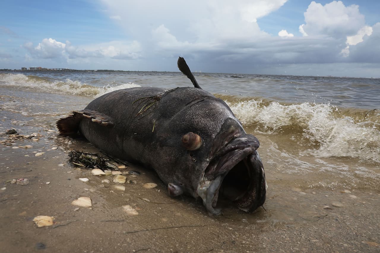 Pero no siempre este fenómeno pinta el agua de rojo como su nombre lo indica. Si la concentración del alga es muy alta, la marea roja de Florida puede decolorar el agua con un tono rojizo. Las mareas rojas causadas por otras especies de algas pueden ser rojas, marrones, verdes o incluso moradas. Sin embargo, el color normal del agua no es indicativo de que esté a salvo de la floración de este alga tóxica.