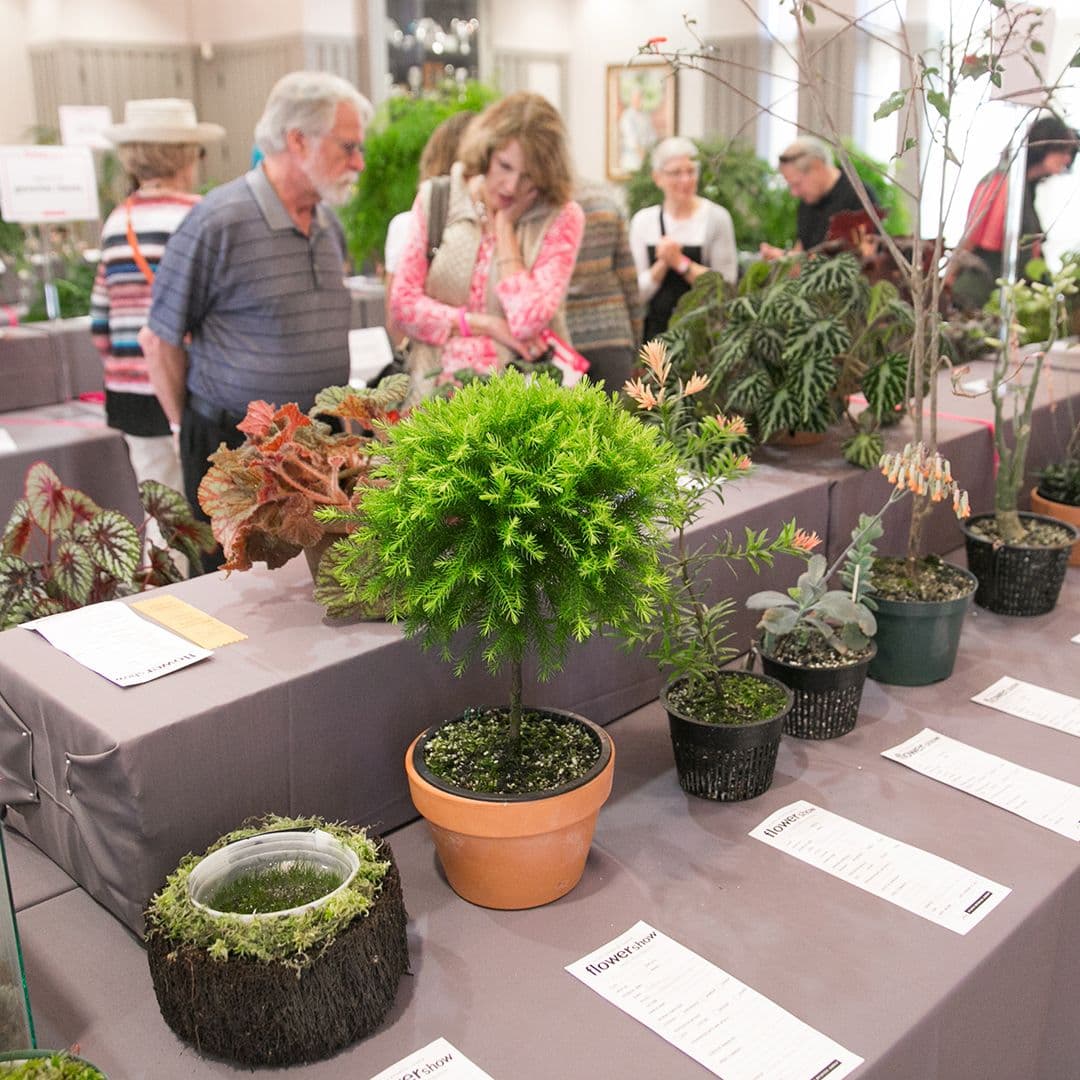 <b><a href="https://atlantabg.org/calendar/atlanta-botanical-garden-flower-show-metamorphosis/" target="_blank">Atlanta Botanical Garden Flower Show (25 al 27 de febrero)</a></b>: Es la exposición anual de flores en el Jardín Botánico de Atlanta, con miles de ellas, más diseños basados en flores, fotografía, jardinería y horticultura.