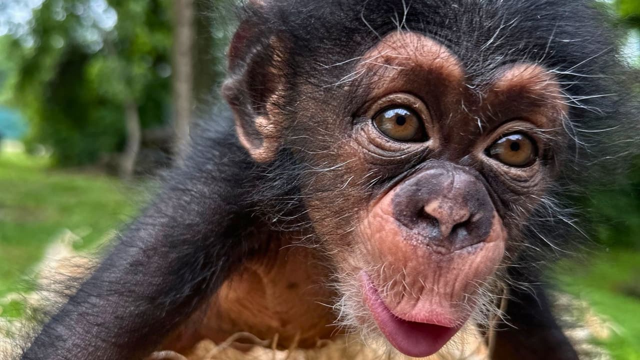 Del 3 de junio al 28 de septiembre, las familias que visiten el Zoológico de Dallas podrán disfrutar de seis atracciones imperdibles por solo $25 más, gracias al nuevo “Summer Savings Pass”.