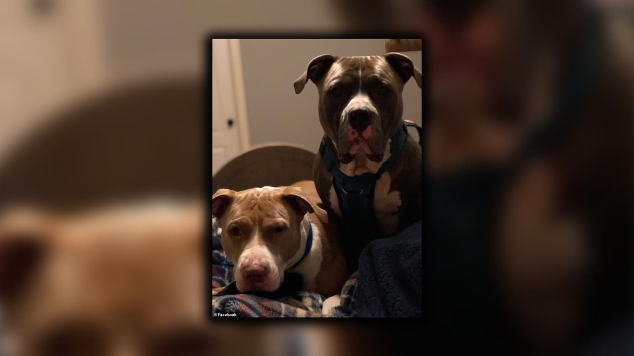 Los perros fueron encontrados en la casa de su dueño y luego fueron sacrificados.