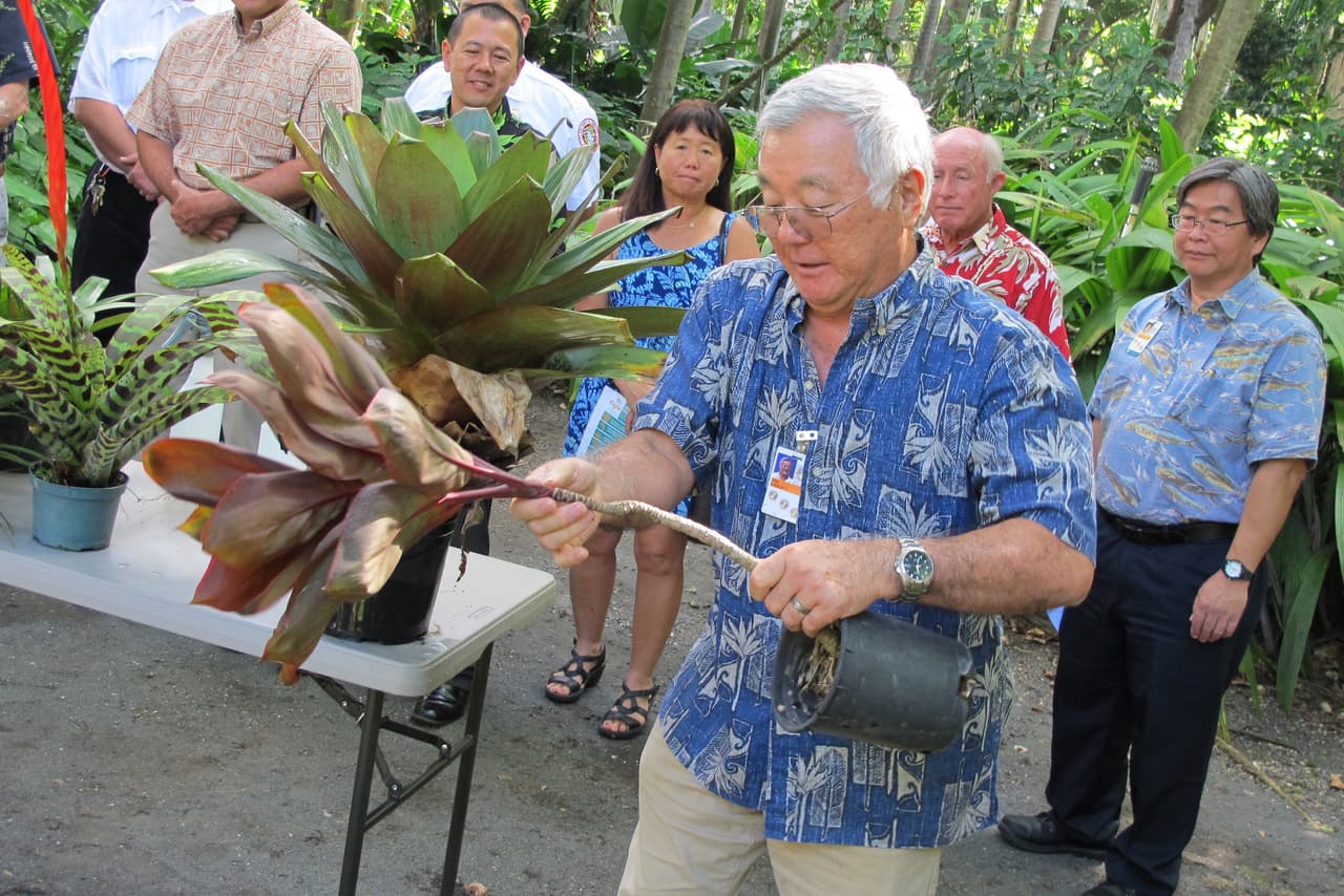 Aumentan los casos de dengue en Hawaii