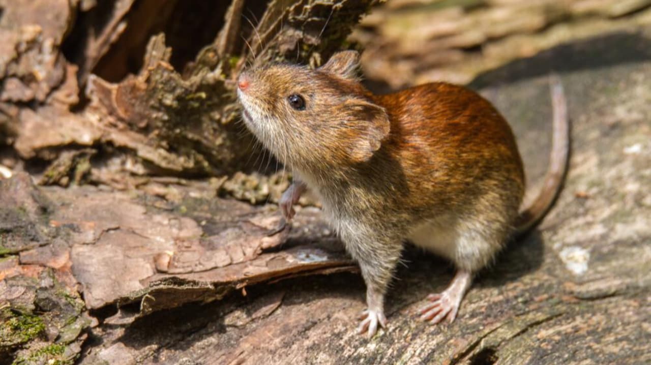 Investigan un caso de contagio con hantavirus en Illinois. No está relacionado a los contagios en un crucero