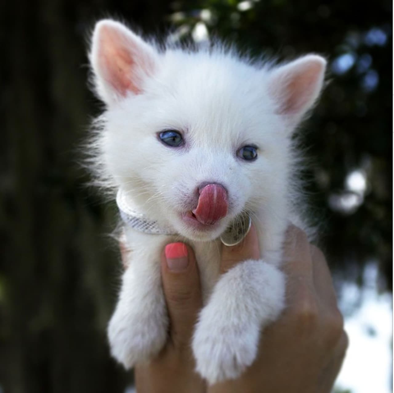 Sus pelajes largos y blancos cambian de color en el verano.