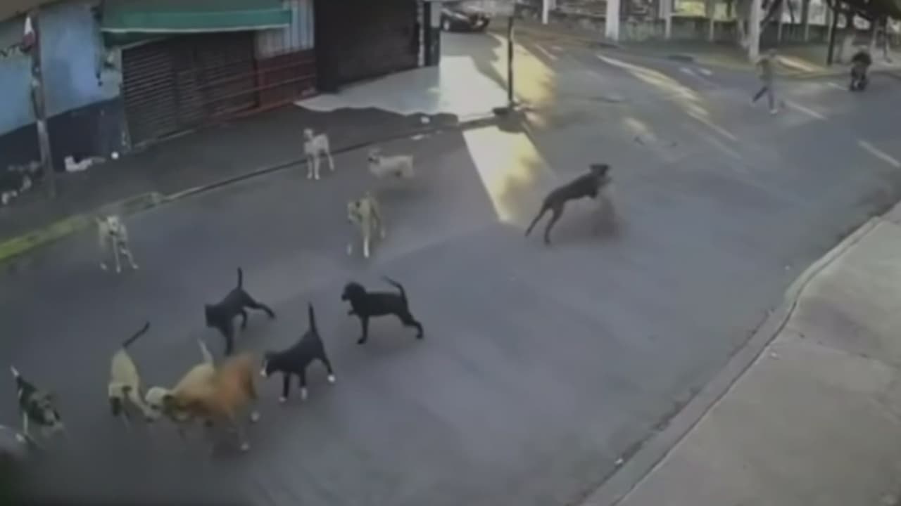 Una mujer de 79 años fue atacada por 15 perros y requirió 69 suturas tras el incidente en Morelos