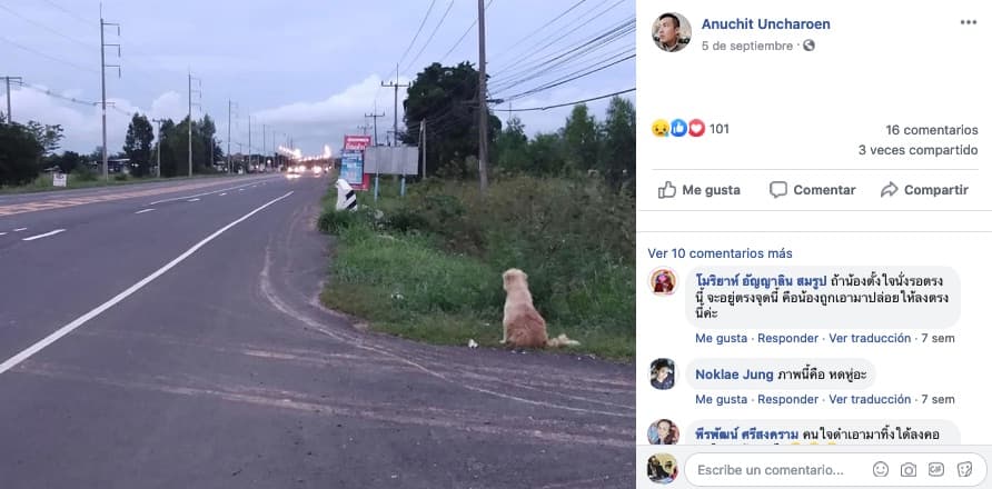 'Leo', la historia de un perro que esperó a su dueña durante más de 4 años al pie de una carretera