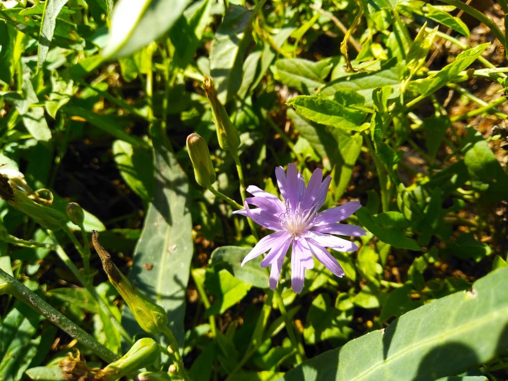 <b>ACHICORIA</b>
<br>Una linda planta que puede ayudarnos a librarnos de peligros, engaños, hechizos y demás, como de gente que quiere vernos la cara. Todas estas plantas las puedes sahumar (moler o secar y luego prender).