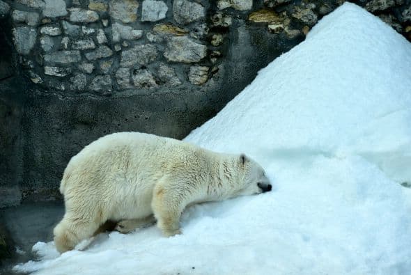 Este oso polar disfruta de un baño de sol en el zoológico de Moscú.