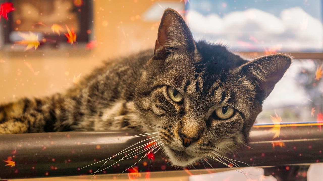 En 2020, 
<a href="https://www.univision.com/local/houston-kxln/rescatan-a-24-mascotas-que-estaban-viviendo-en-condiciones-deplorables-en-una-casa-de-houston-fotos">Houston Humane Society</a> distribuyó más de 1.5 millones de comidas para mascotas a animales necesitados, realizó más de 12,000 cirugías de esterilización y castración, brindó servicios veterinarios a más de 40,000 animales y ayudó a 3,000 animales a encontrar hogares.